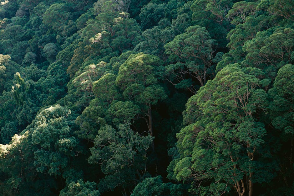 Pygmy Tribes Maintain Traditional Lifestyles in Cameroon's Rainforests.