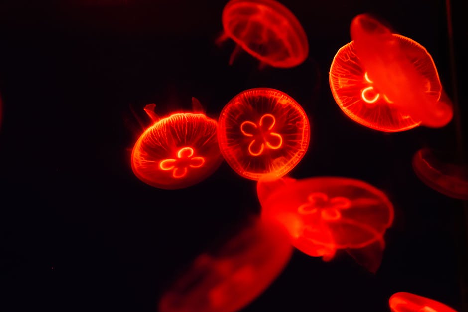 The Turritopsis Dohrnii Jellyfish Is Biologically Immortal