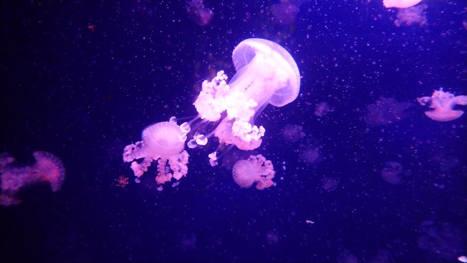An Immortal Jellyfish Can Revert To Its Juvenile Form