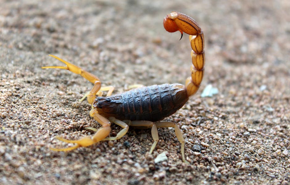 Some Scorpion Species Can Live For Over 20 Years