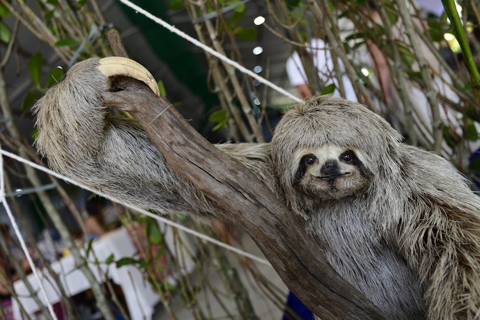 Sloths Are So Slow That Algae Often Grows on Their Fur