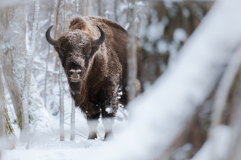 The Ancient Bialowieza Forest Is Shared With Poland And Is Europe's Last Primeval Forest
