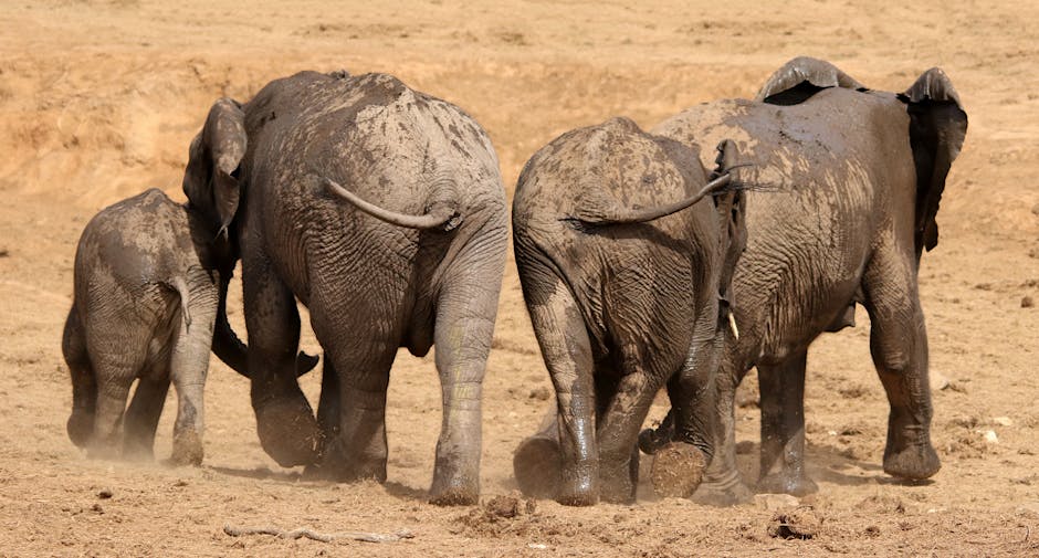Zakouma National Park Achieved A Remarkable Elephant Comeback