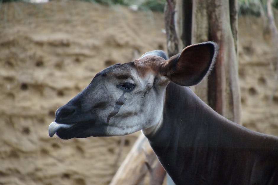 The Okapi Is the Only Living Relative of the Giraffe