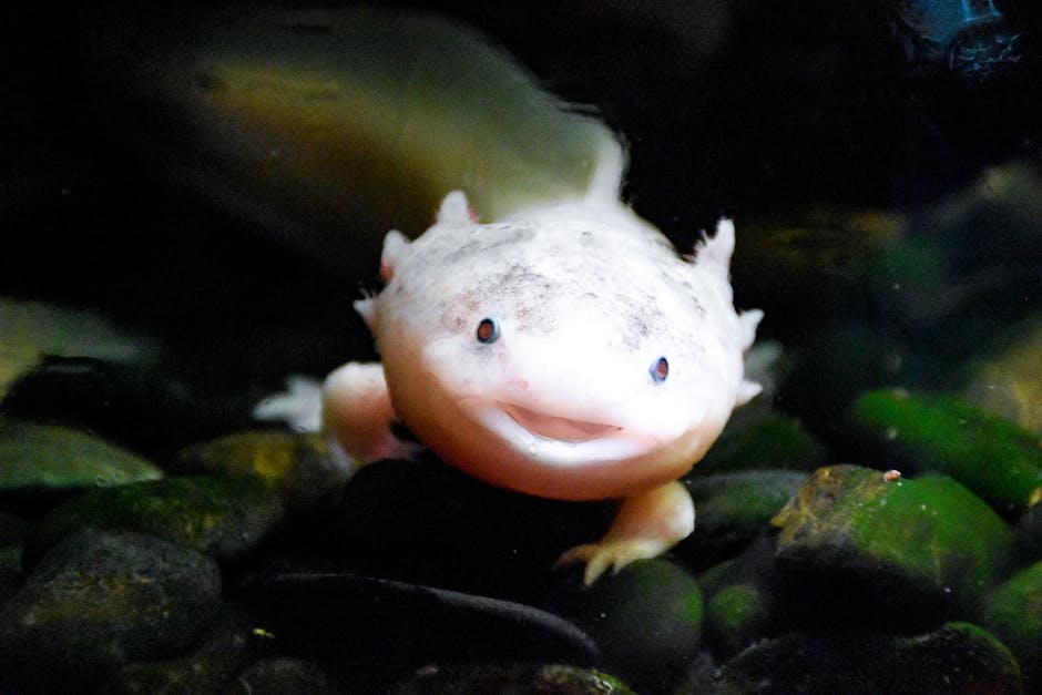 Axolotls Can Regrow Entire Limbs, Organs, And Brain Parts