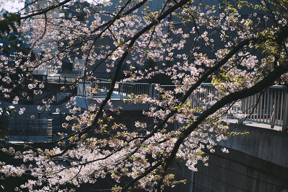 Hanami