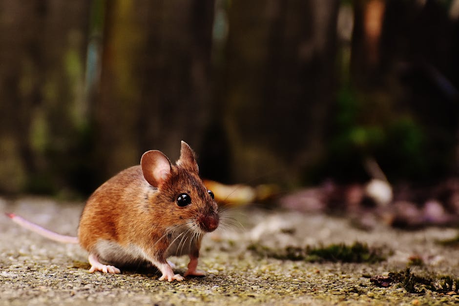 A House Mouse Can Fit Through Tiny Gaps