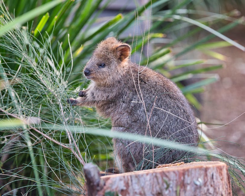 Quokka