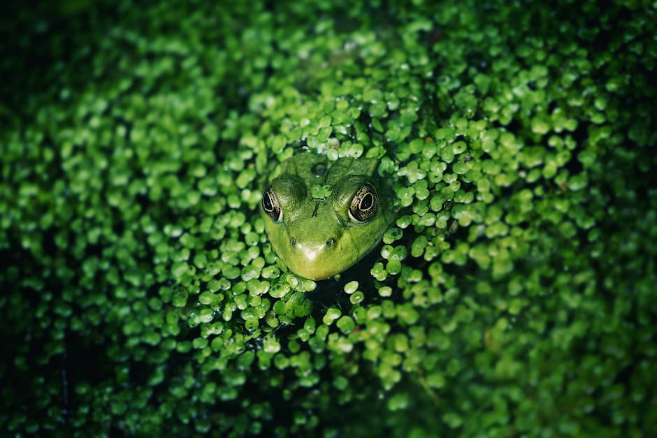 Frog