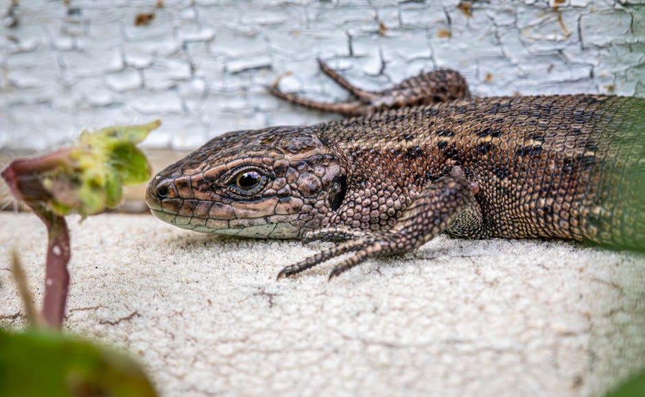 Viviparous