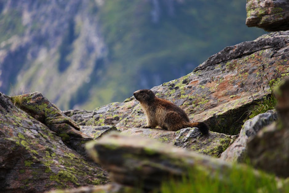 Marmots Play a Vital Role in Alpine Ecosystems