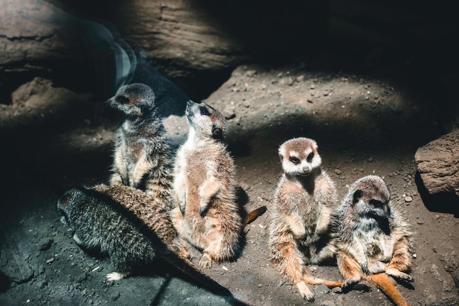 The Islands are Home to an Endemic, Critically Endangered Bird