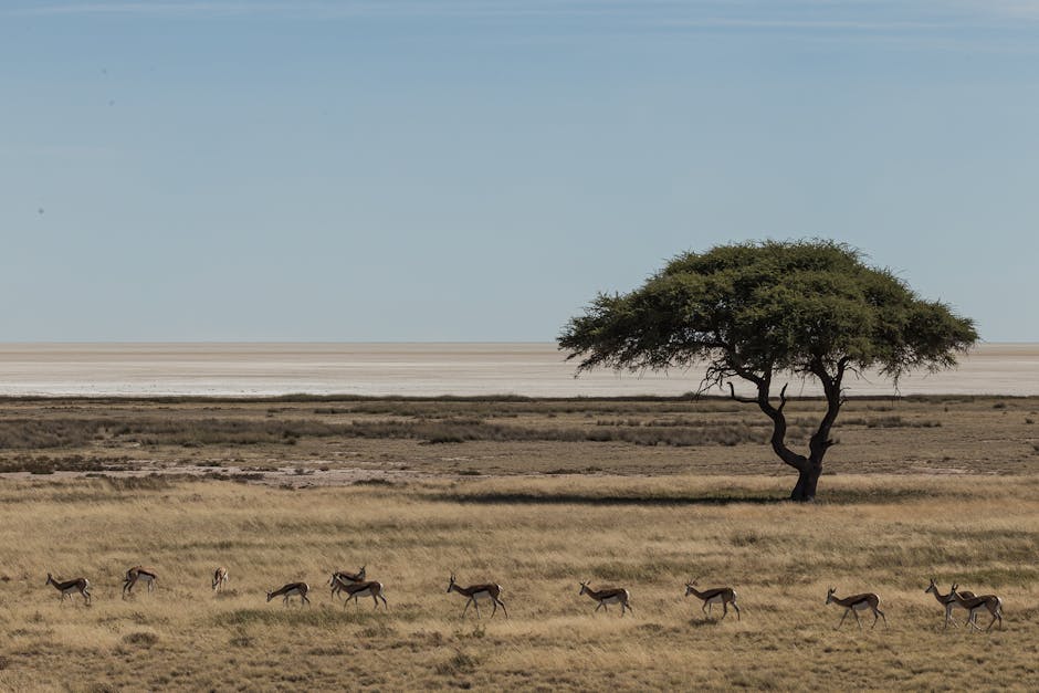 Makgadikgadi