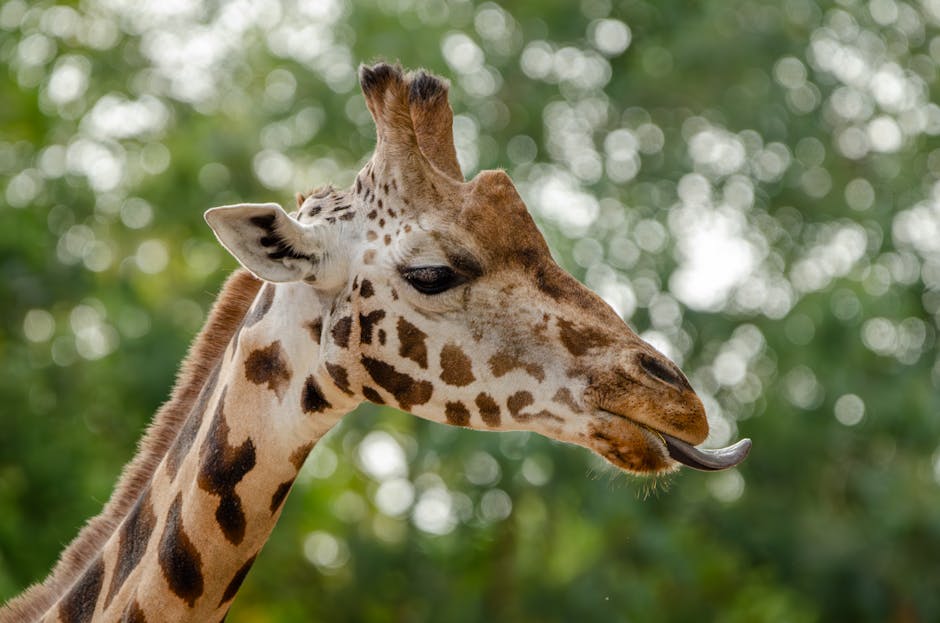 A Giraffe Can Clean Its Own Ears With Its Tongue