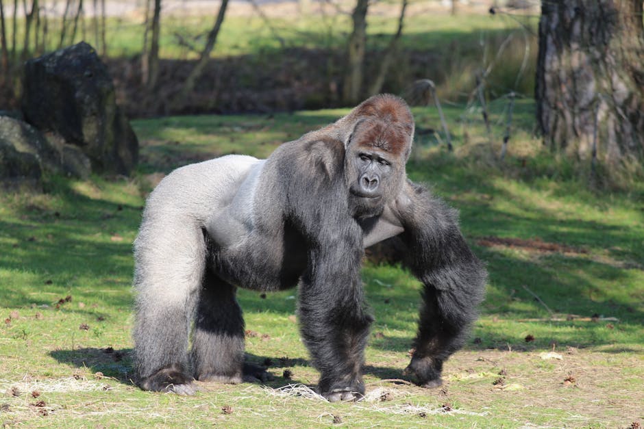 It is Home to One of the World's Most Vulnerable Species: Western Lowland Gorillas