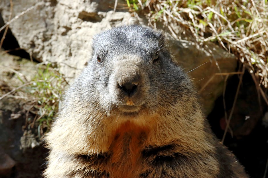 Some Marmot Species Are Highly Social, Living in Multi-Family Colonies