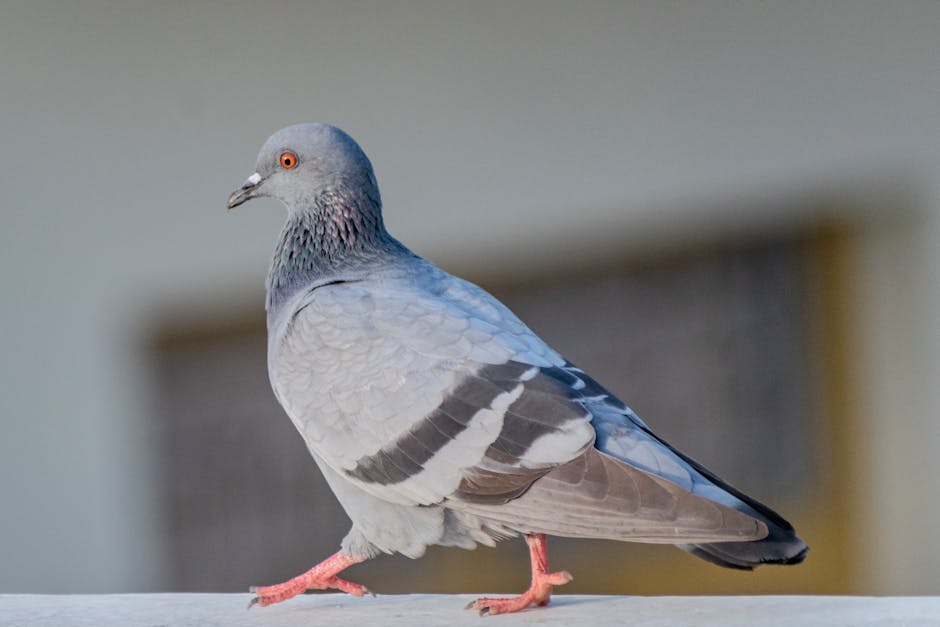 Pigeon