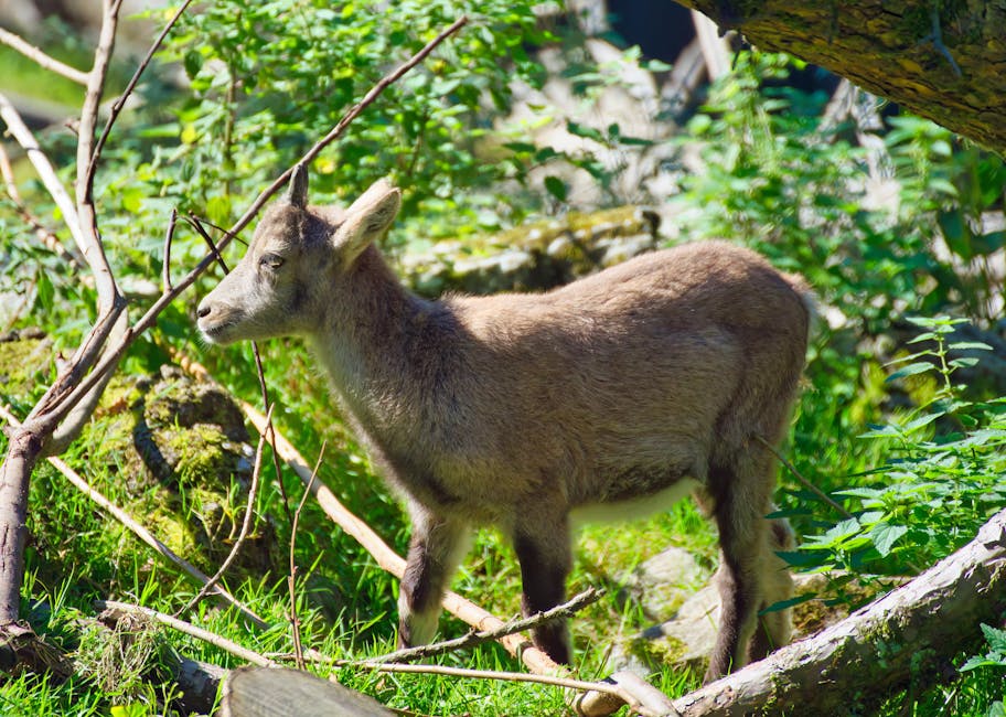 Capricorn Body Parts