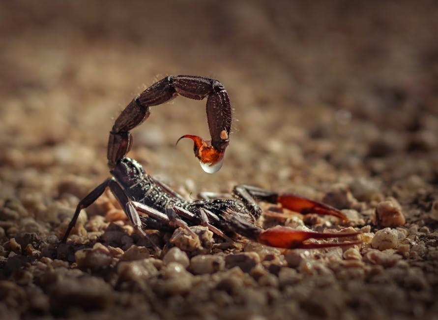 Scorpion Venom Has Potential Medical Applications