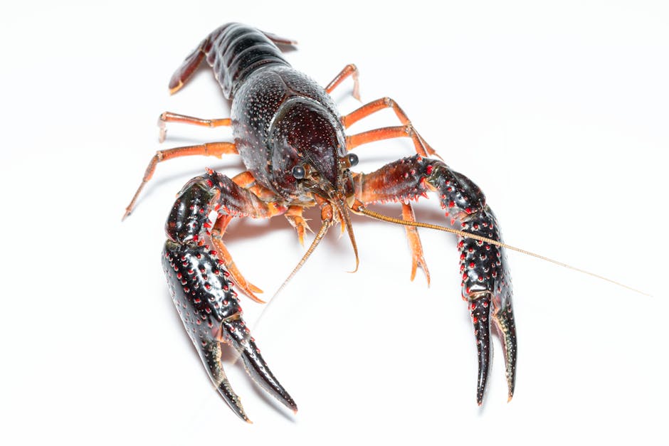 The Cancer Constellation Was Known To Ancient Babylonians As "The Crayfish"