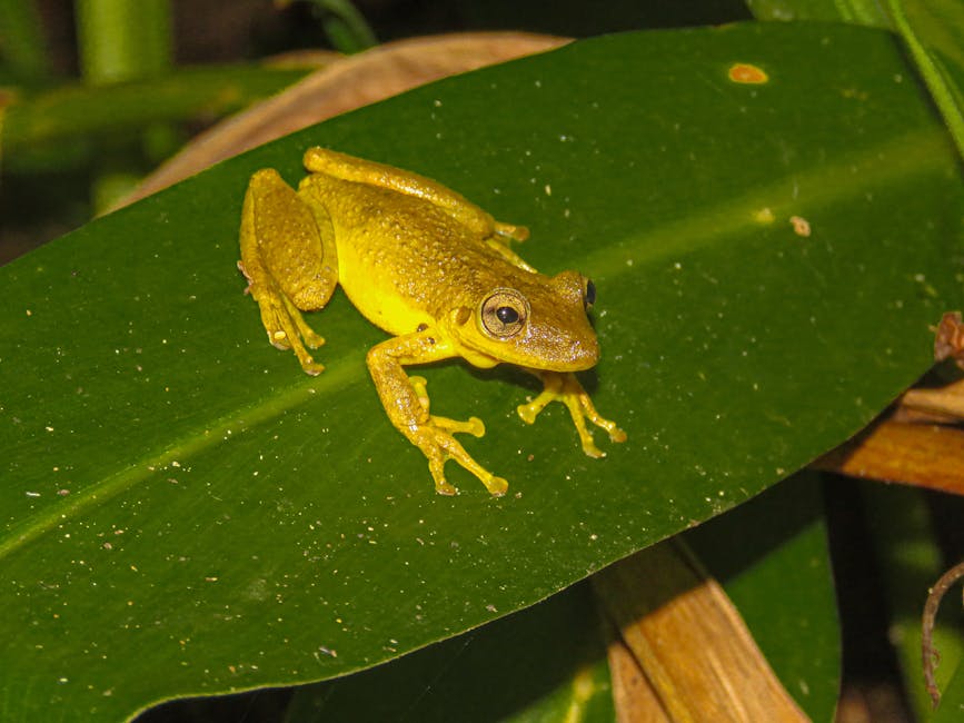 Brazil Boasts The Greatest Biodiversity Of Any Country On Earth