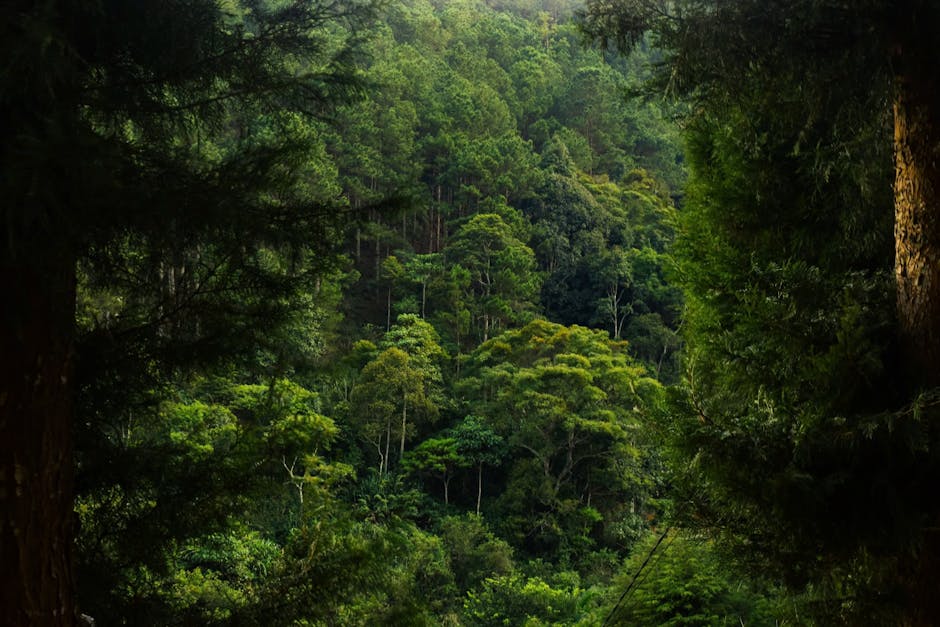 Pygmy Tribes Maintain Traditional Lifestyles in Cameroon's Rainforests.