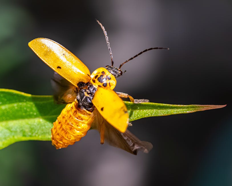 Bombardier Beetles Shoot Boiling Hot Chemical Spray
