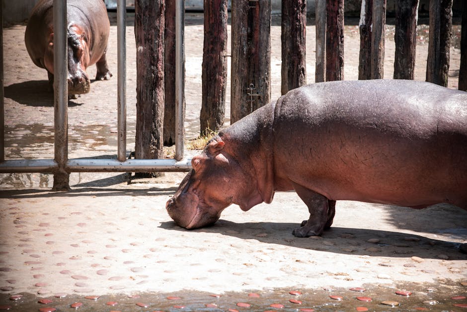 Hippos