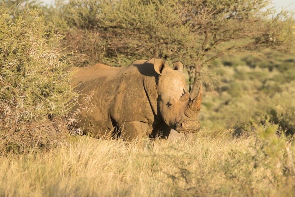 Botswana Imposed a Ban on All Trophy Hunting in 2014