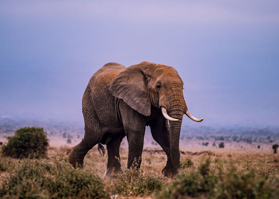 The National Animal is a Symbol of Strength and Wisdom