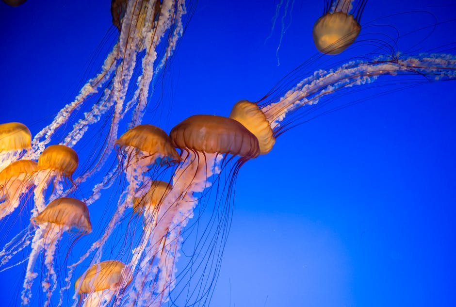 Cabo Verde Environment