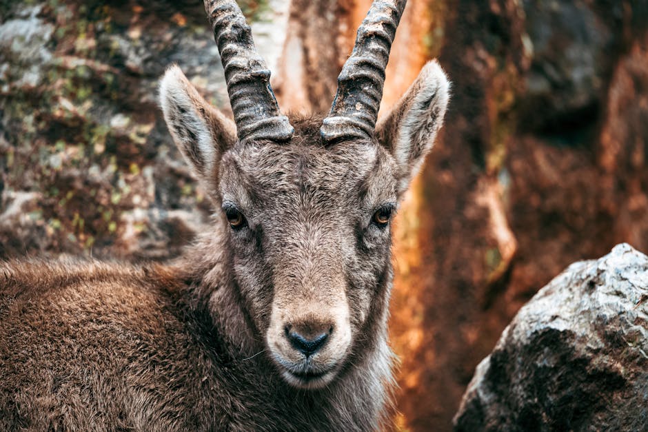 The Sea-Goat Symbolizes Capricorn's Dual Nature