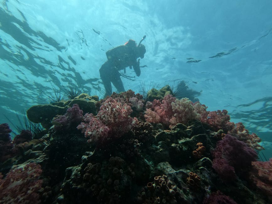 The Islands Are Surrounded by Extensive Coral Reef Systems