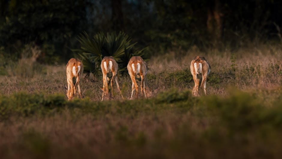 The Critically Endangered Cross River Gorilla Inhabits Cameroon.