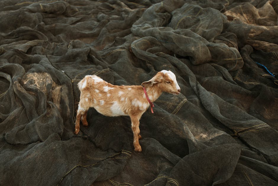 Capricorn's Sea-Goat Origin Linked to Greek God Pan