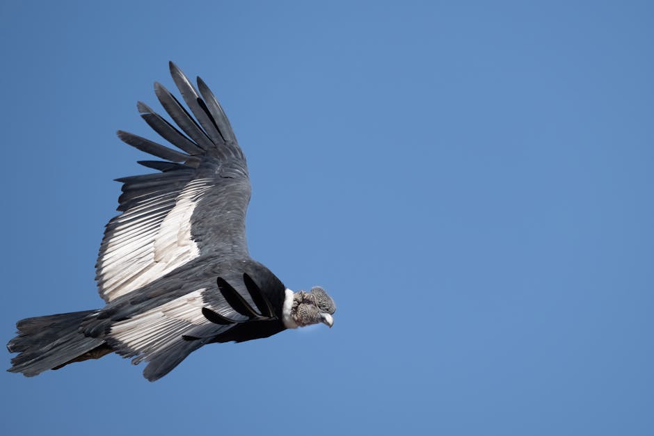 Andean Condor