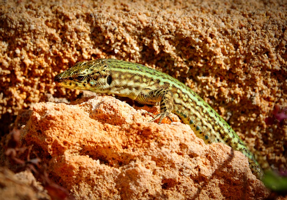 Several Lizard Species Are Endemic To Anguilla And Its Cays