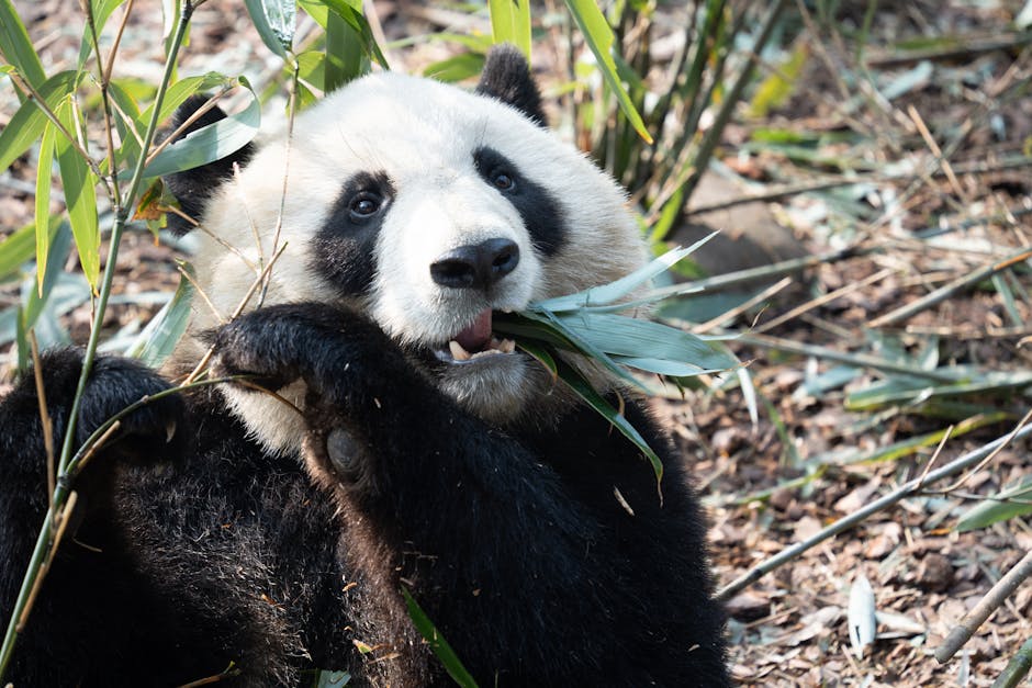 All Giant Pandas in the World Are Technically Owned By China