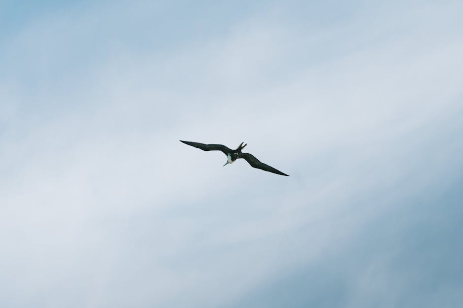 Frigatebird