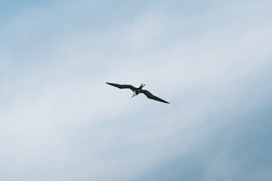 Barbuda Hosts One of the Largest Frigatebird Colonies in the Western Hemisphere