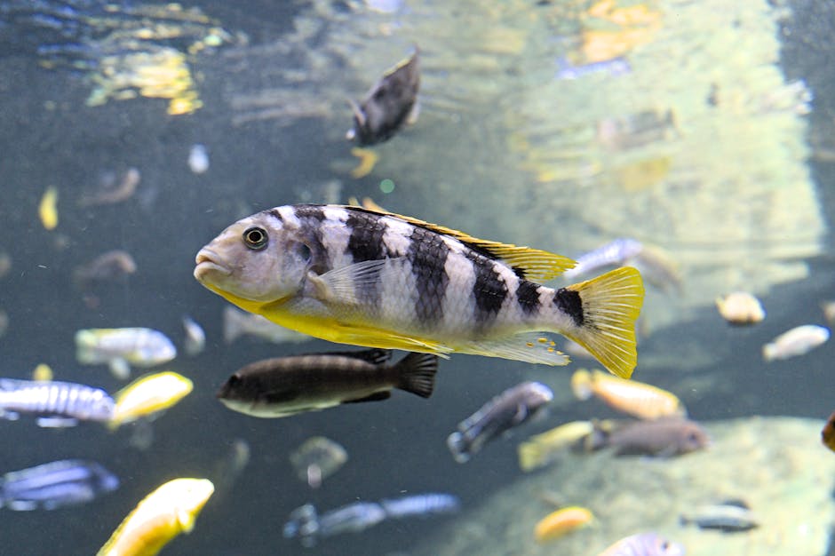 Lake Tanganyika Is Home To Over 250 Species Of Cichlid Fish