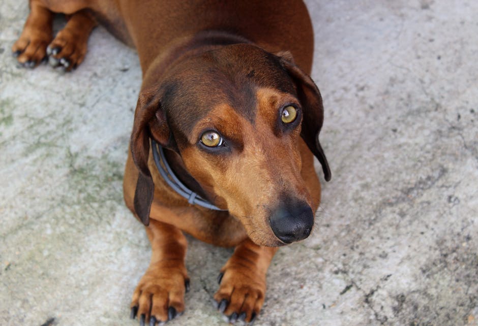 The Basenji Dog Cannot Bark