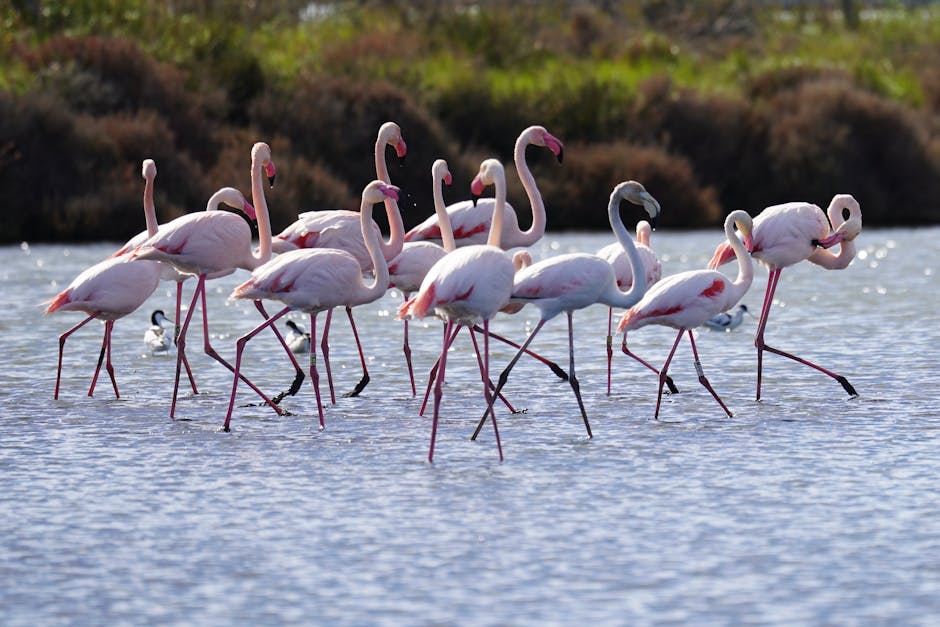 Flamingos Get Their Pink Color From Their Diet