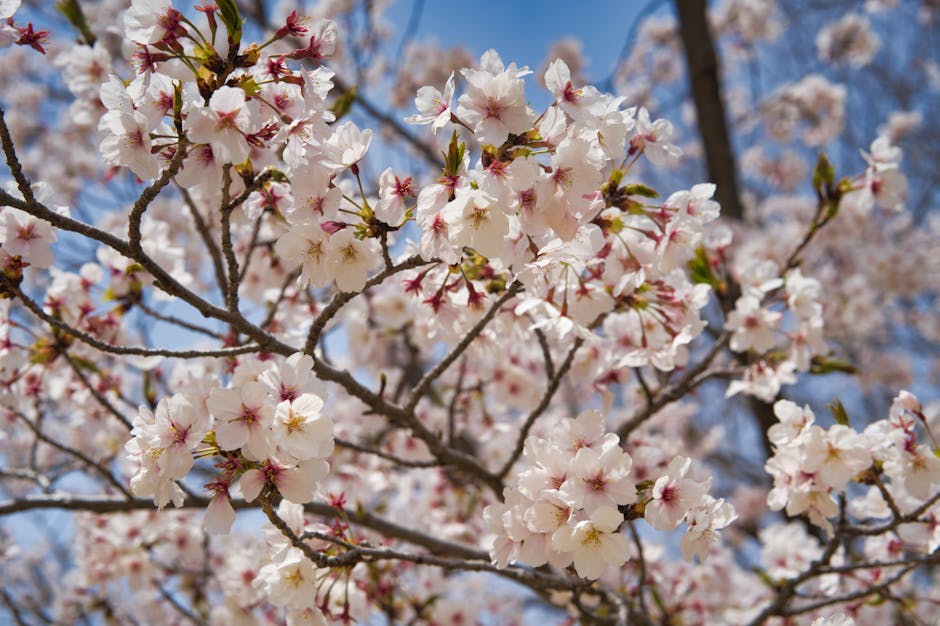 Cherry Blossoms Symbolize The Fleeting Nature Of Life In Japan