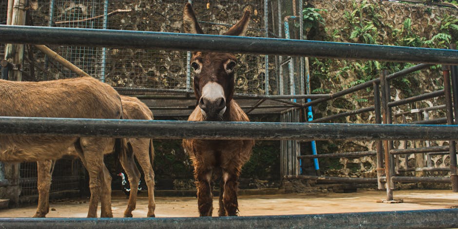 Antigua is Home to a Sanctuary for Over 150 Rescued Donkeys