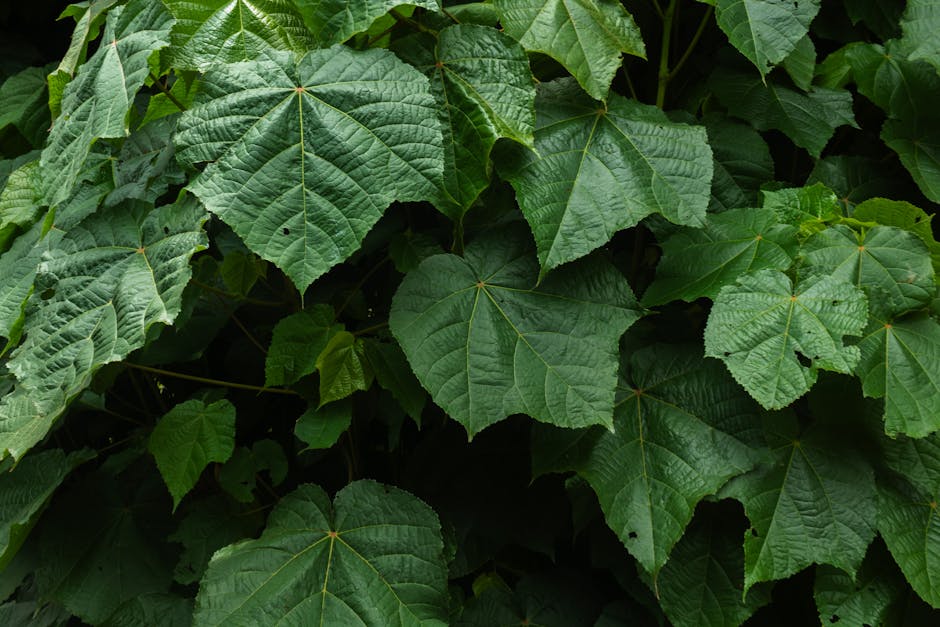 Home to the Rare Sisserou Parrot