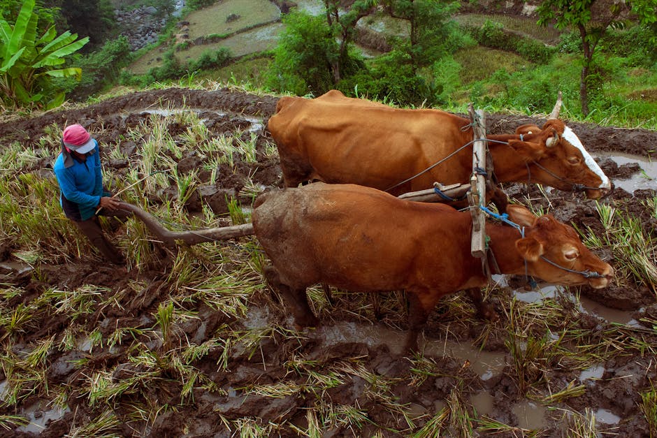 Ancient "Zai" Farming Revitalizes Barren Land in Burkina Faso
