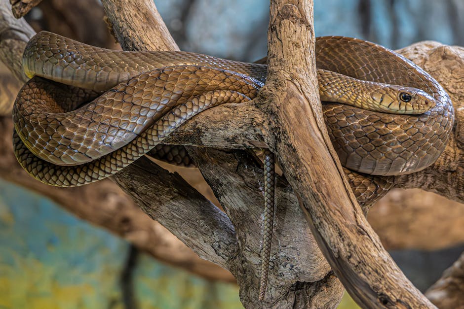 Before Antivenom, a Black Mamba Bite Was Almost Certainly Fatal