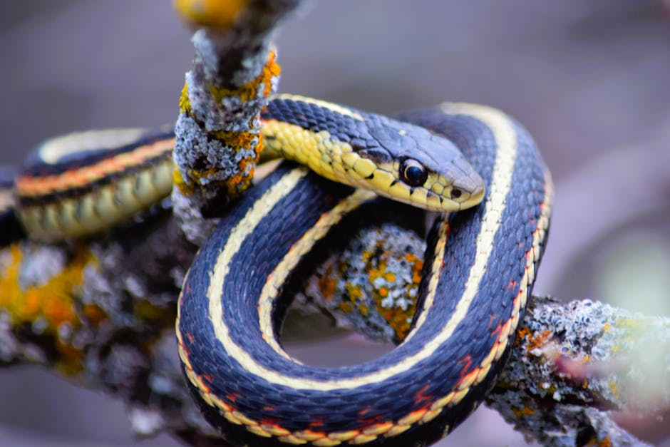 The Boomslang's Venom Dissolves Its Victim From the Inside