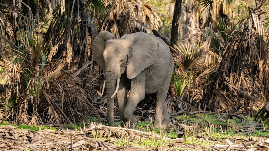 Dzanga Bai Offers a Rare Glimpse into Elephant Social Life